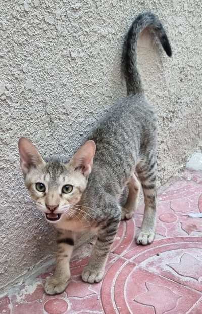 KitKat