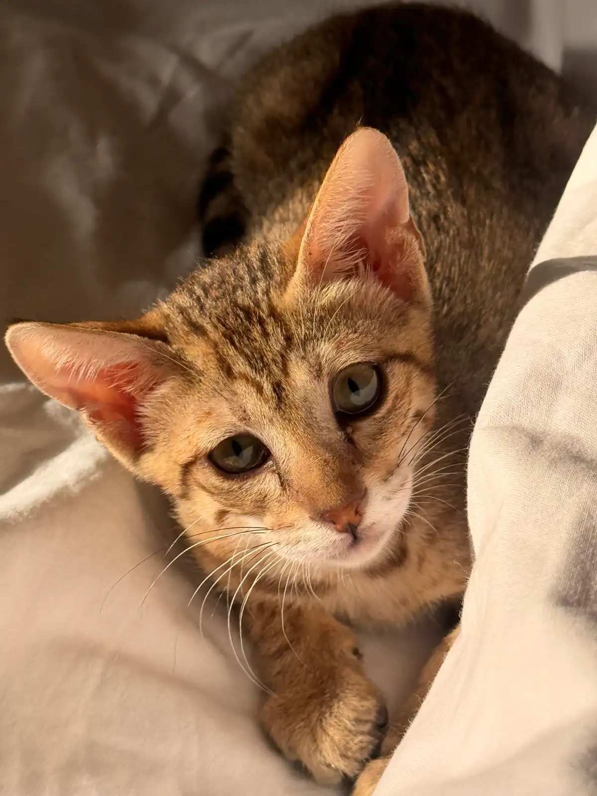 Kifi