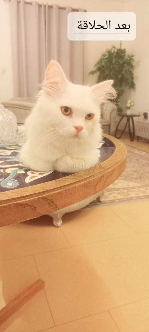 Deniz