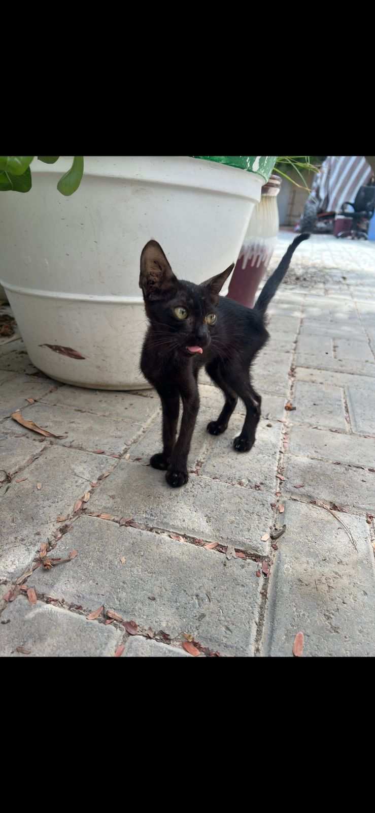 Blacky