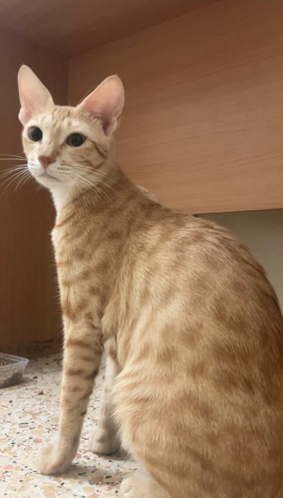 Tidu