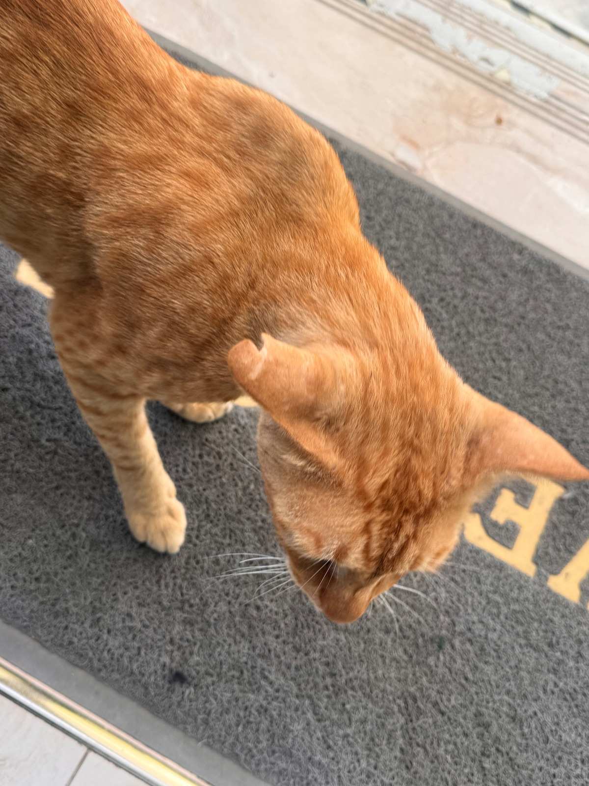 Simba