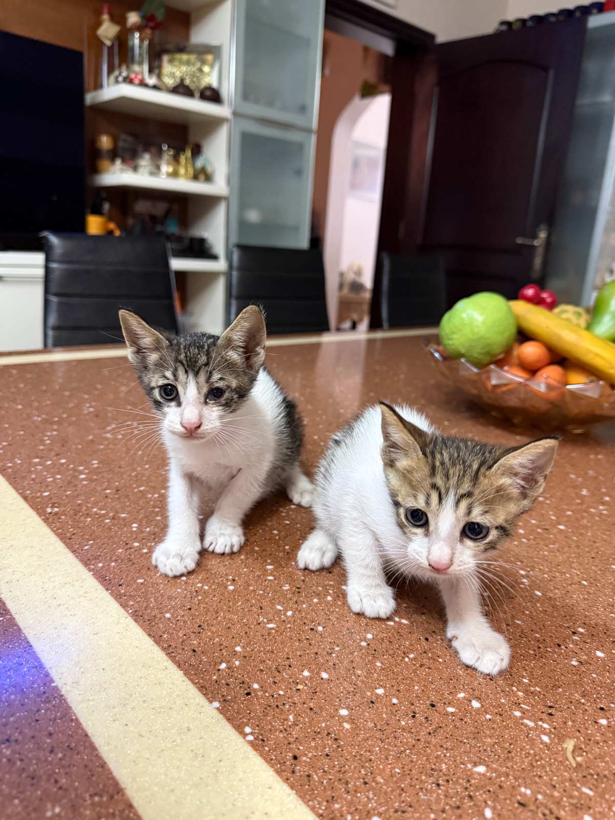 They have no name yet