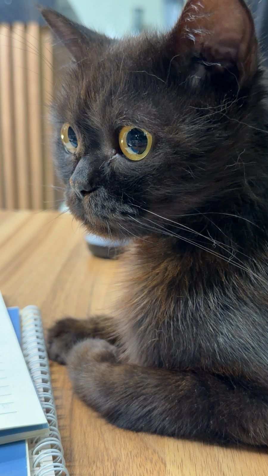 Coco