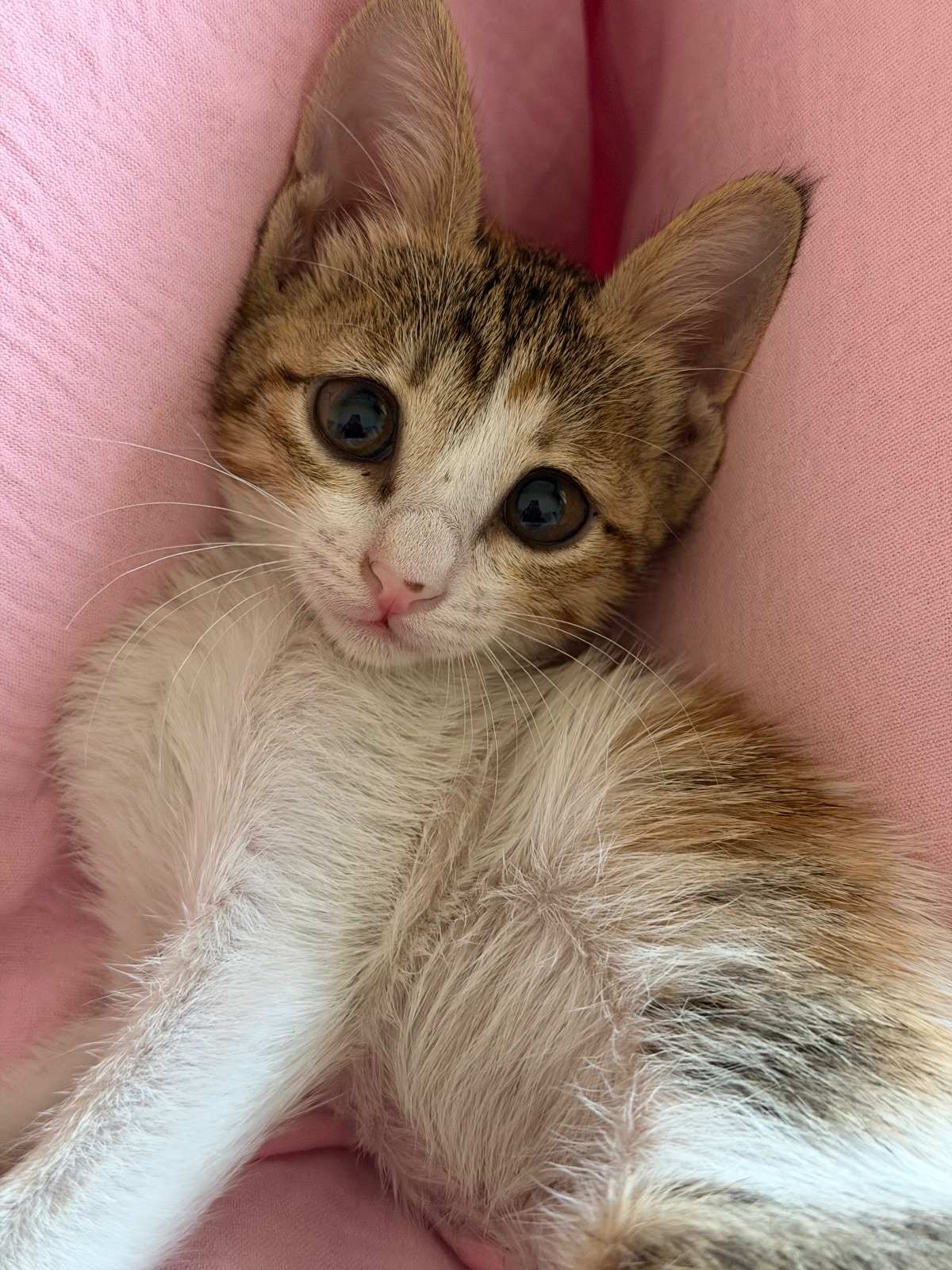 Mochi