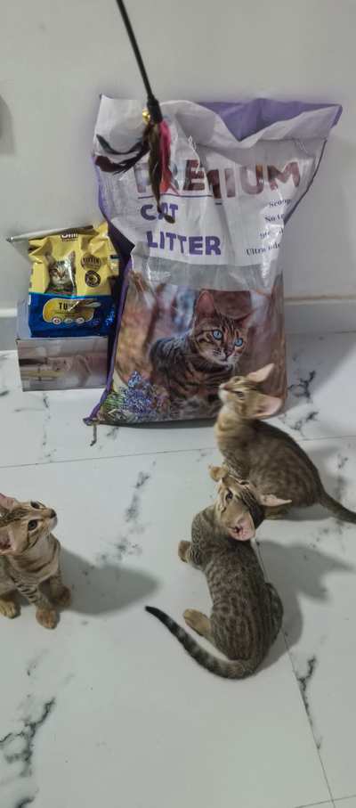 زهرة و ورد و وردة
