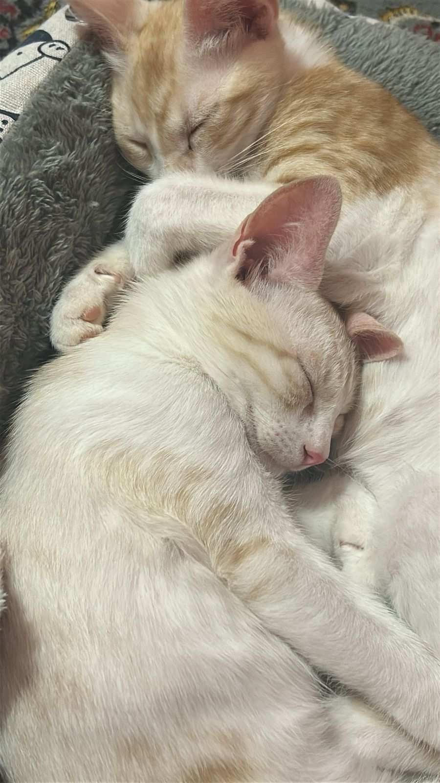 Julian and Ginger