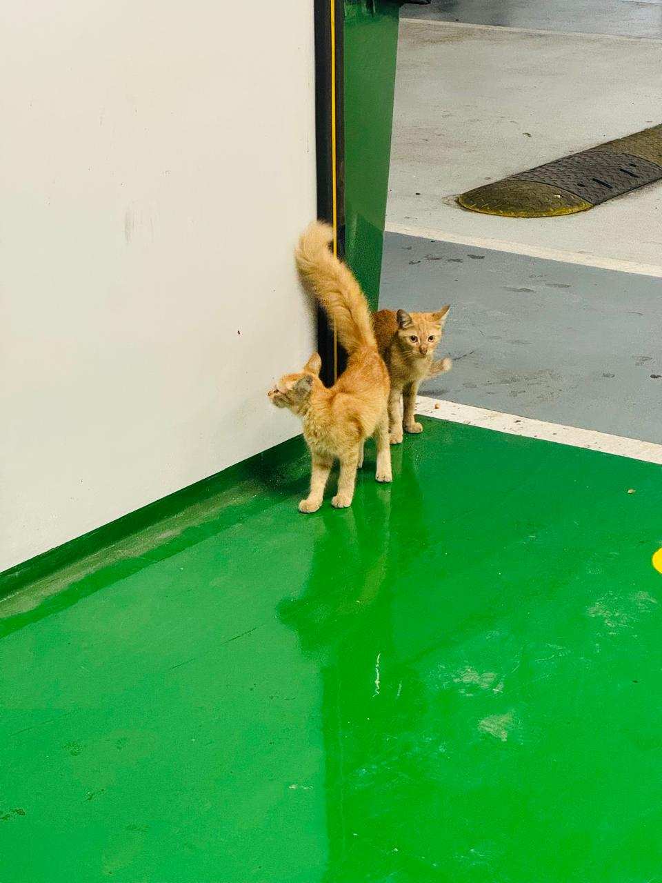 Ginger Siblings