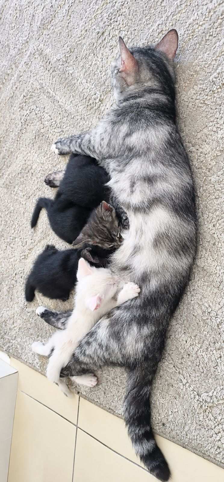 روبي وأولادها..... Ruby and her kittens للتبني