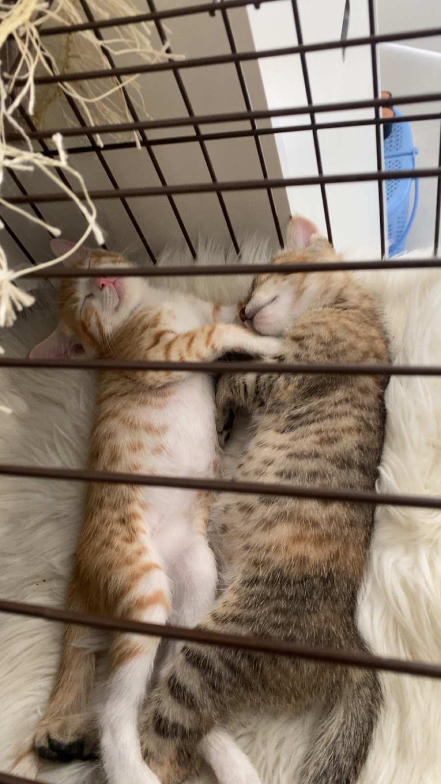 Awb