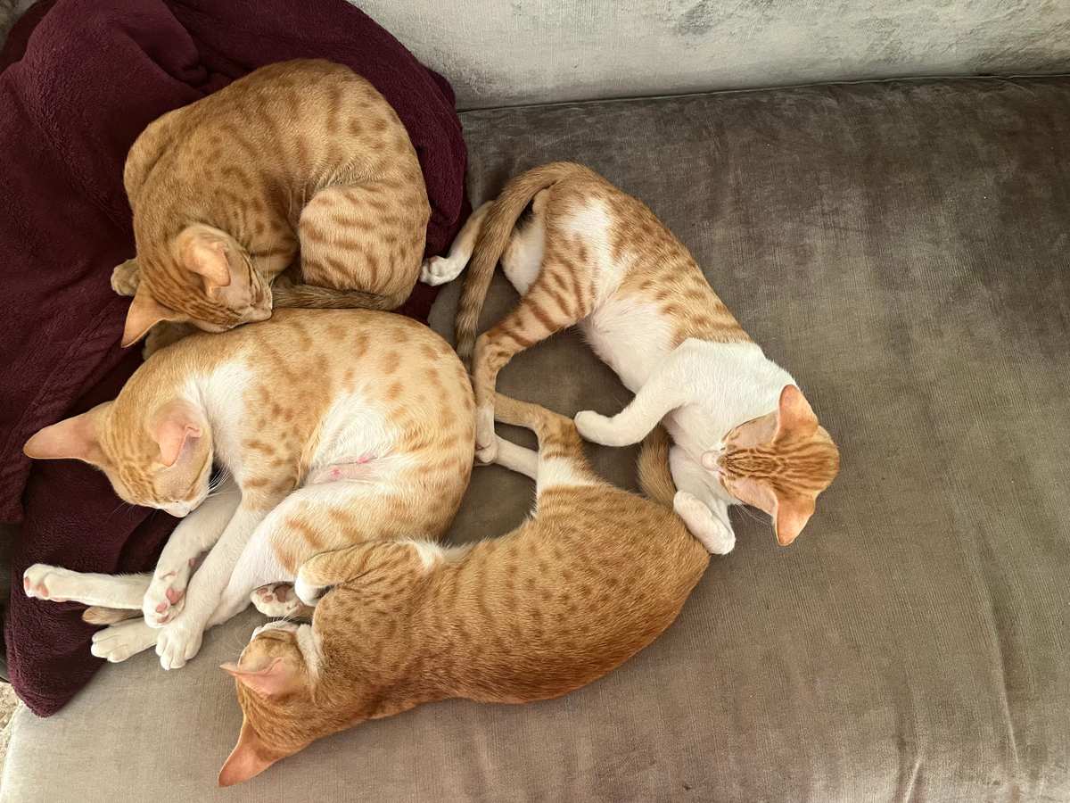 Nala and her kittens
