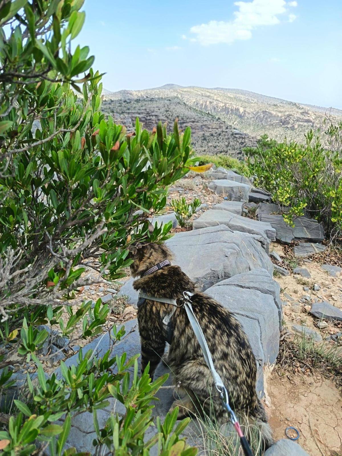 Photo 6 shared by Sarah Rani in the PetzOman community