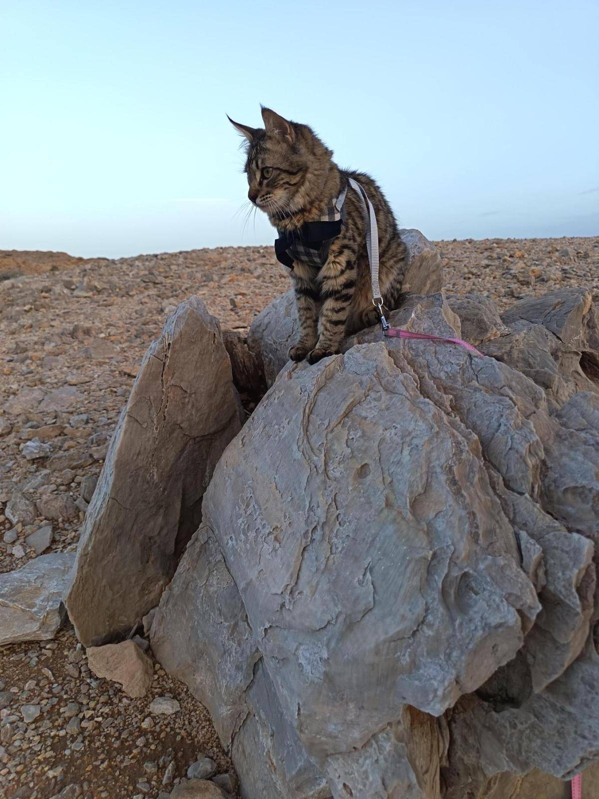 Photo 4 shared by Sarah Rani in the PetzOman community