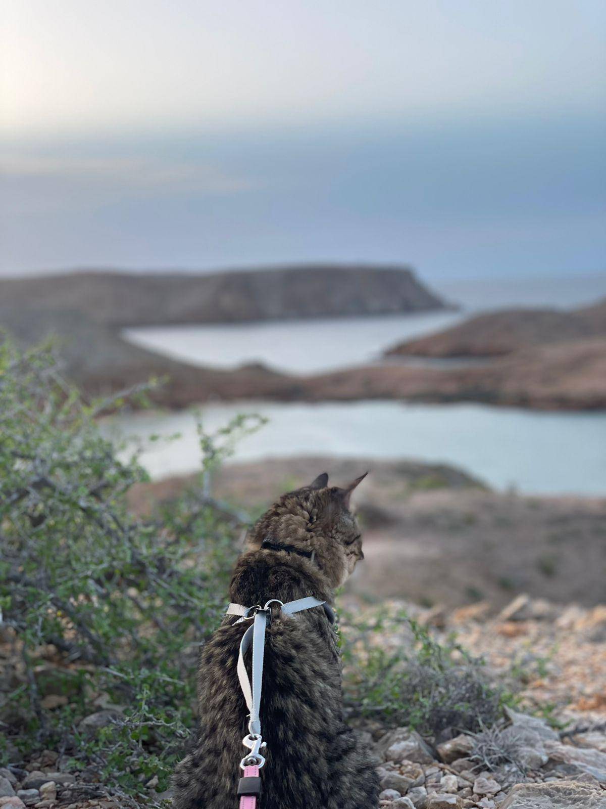 Photo 3 shared by Sarah Rani in the PetzOman community