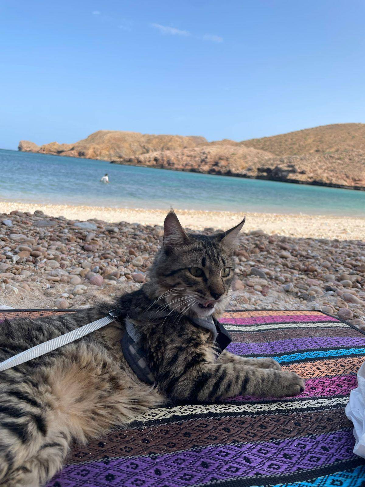 Photo 2 shared by Sarah Rani in the PetzOman community